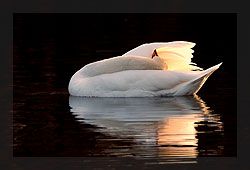 Cygne au coucher du soleil