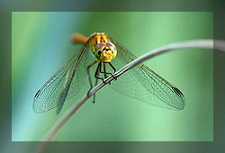 Libellule