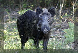 Sanglier